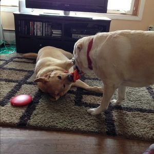 Meet your Posher, Kylee